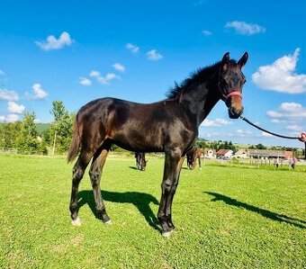 Odstávče hřebeček KWPN Glamourdale/Toto Gold