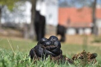 pytlovaný koňský hnůj