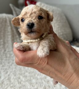 Maltipoo F1 - 1