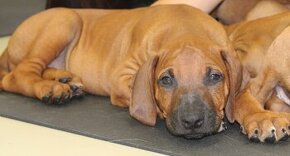 Rhodesian Ridgeback