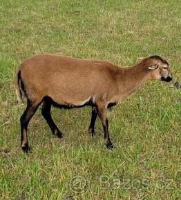 Ovce Kamerunská jehnice s pop