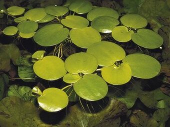 Prodám Limnobium a Limnophilu - 1