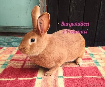 BURGUNDSKÝ králík - SAMIČKA ZORKA ⭐️⭐️⭐️
