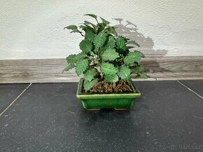 Dekorace bonsaj cca 15 cm