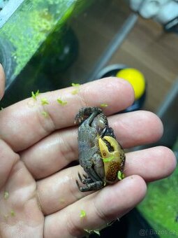Akvarijní krab