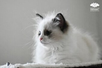 Ragdoll s PP – nádherná seal bicolor kočka na výstavy a chov