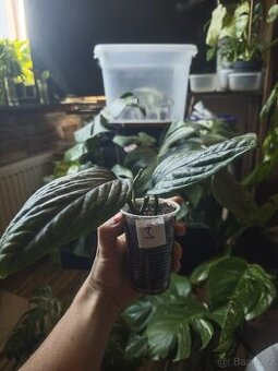 Monstera Karstenianum ( Peru ) č.3