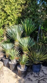 Yucca Rostrata