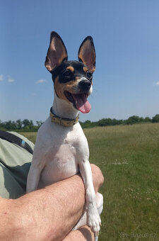Americký toy foxterrier
