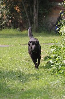 NO X Labrador