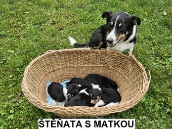 ŠTĚŇATA BORDER KOLIE TRIKOLORA ČISTOKREVNÁ BEZ PP