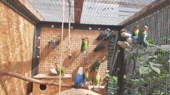 Agapornis