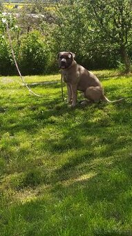 Cane corso