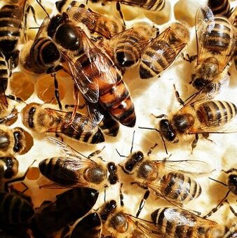 Včelí oddělky 2026, včely, včelstva
