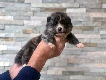 Akita Inu s průkazem původu (PP) - FCI & AKIHO
