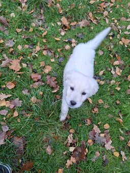 Slovenský čuvač-pejsek bez PP-SPĚCHÁ