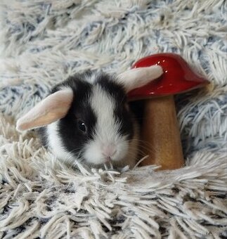 Minilop - anglický zakrslý beránek s VP