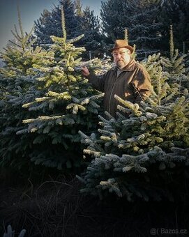 Vánoční stromky přímo z plantáže F-M