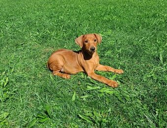 Německý pinč - štěňata s PP