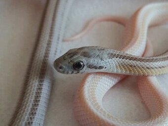 Užovka červená - vzrostlé mládě