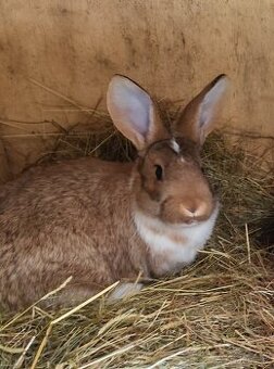 Samec do hobby chovu