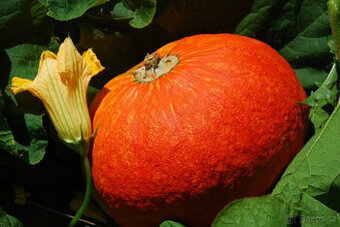 Hokkaido lahodná dýně neloupe se 20semen