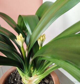 Pokojová květina KLÍVIE