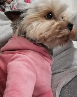 Jorkšírský teriér fenka 8 let