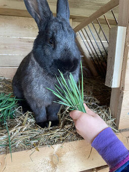 Králík samec Chira/Číra