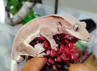 Red-phantom Lilly white  Samec