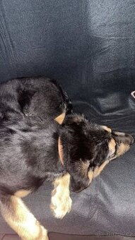 🐾 Štěně vlčák x ohař – 3 měsíce