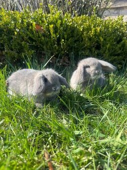 Zakrslý beran divoce modrý (perlový)