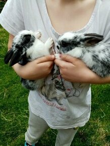 Vymazleni zakrslý  králíčci