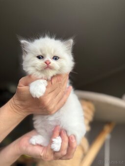 Ragdoll kotě s PP / Ragdoll s PP