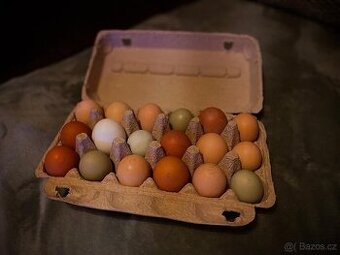 Násadová vejce – výborná oplozenost, krásná kuřátka
