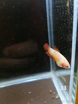 Betta Splendens - Betta bojovnice (Samice 13)
