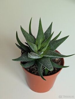 Sukulent - Haworthia