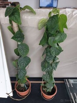 Monstera Dubia - 1