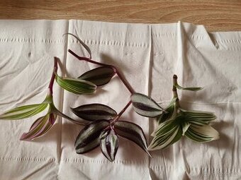 Tradescantia 3 druhy
