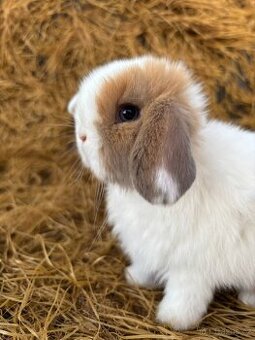 Mini Lop - 1