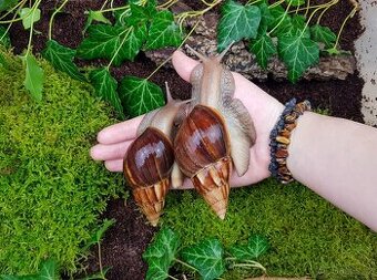 Afričtí šneci Lissachatina fulica Madagascar dark mláďata