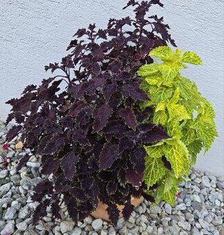 Trs kopřiv, 60 cm výška
