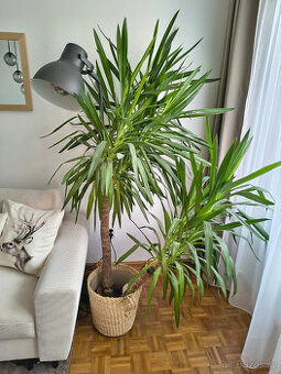 Juka obrovská / Yucca Elephantipes