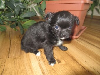 Čivava štěňátka pouze fenky