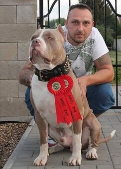 American Bully XL TOP ABKC USA
