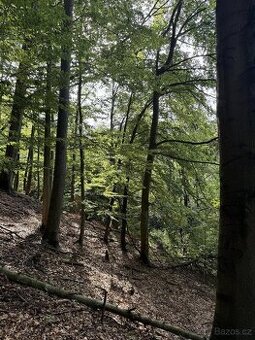 Prodám lesní pozemky v k. ú. Loučky u Turnova