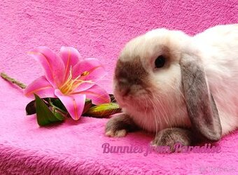 SIAMSKÝ CHLAPEČEK HLEDÁ NOVÝ DOMOV ❤️❤️❤️