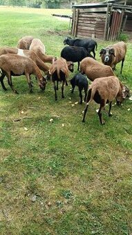 Prodám jehňata kamerunských ovcí