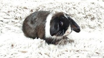 Zakrslý beránek, králíček, králík-LADY