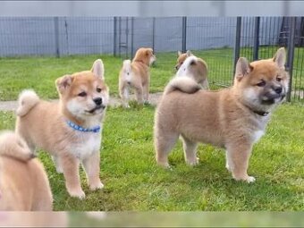 Roztomilá štěňátka Shiba Inu hledají milující domov.